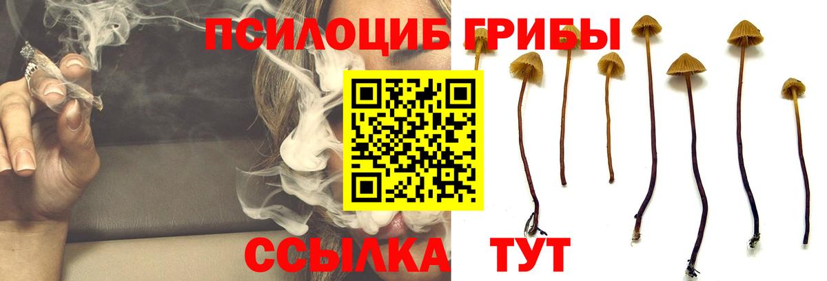 Галлюциногенные грибы Psilocybe  Вход с VPN  Ливны 